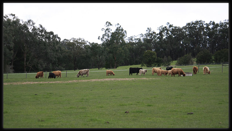 Highland Cattle