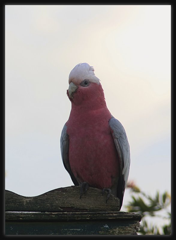 Galah