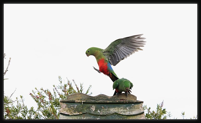 King Parrot - Landing