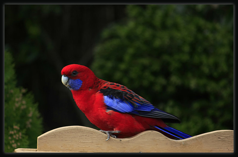 Crimson Rosella