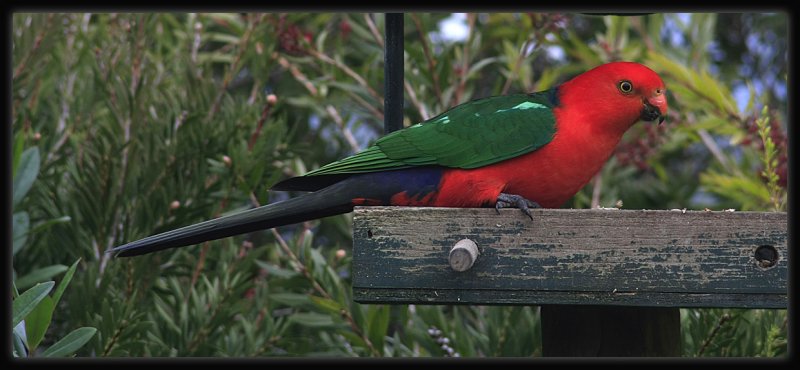 King Parrot - Male