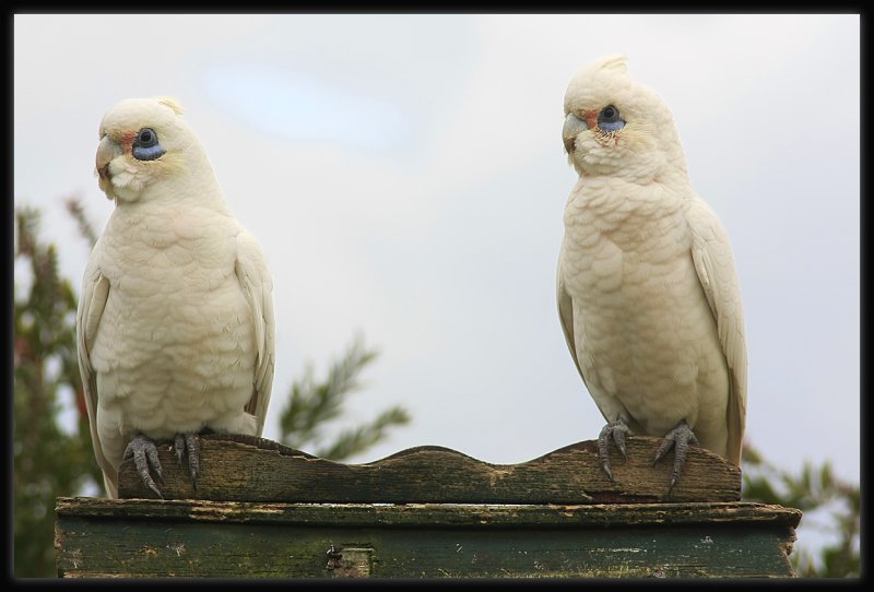 Little Corellas