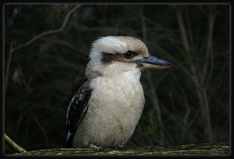 Kookaburra