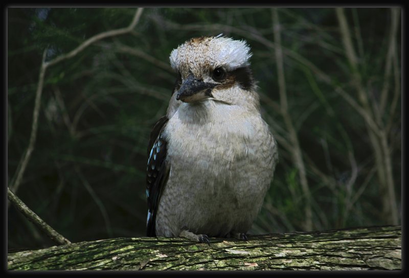 Kookaburra