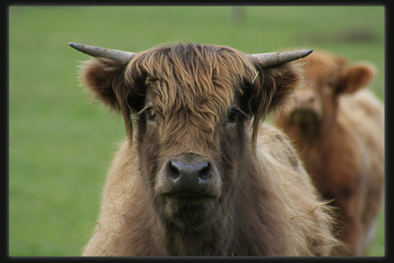 Highland Cattle