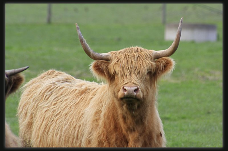Highland Cattle