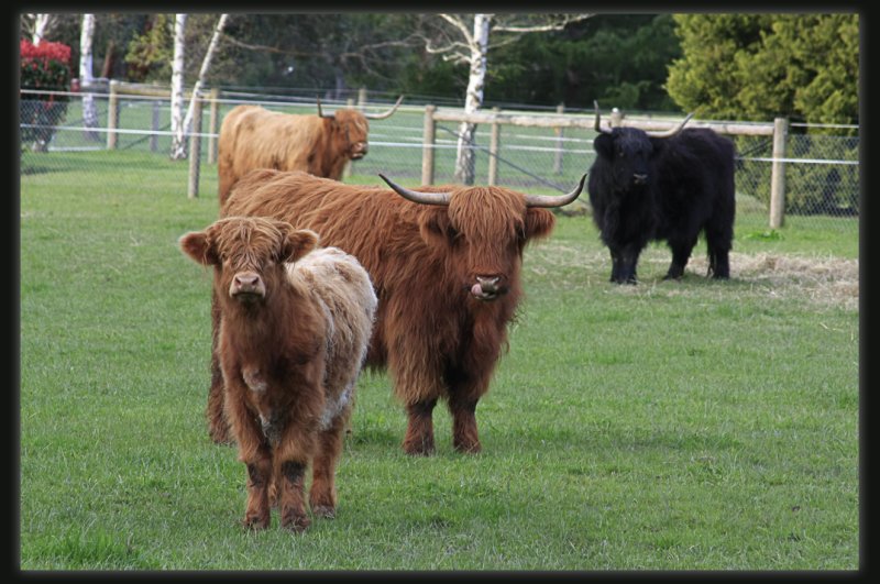 Highland Cattle