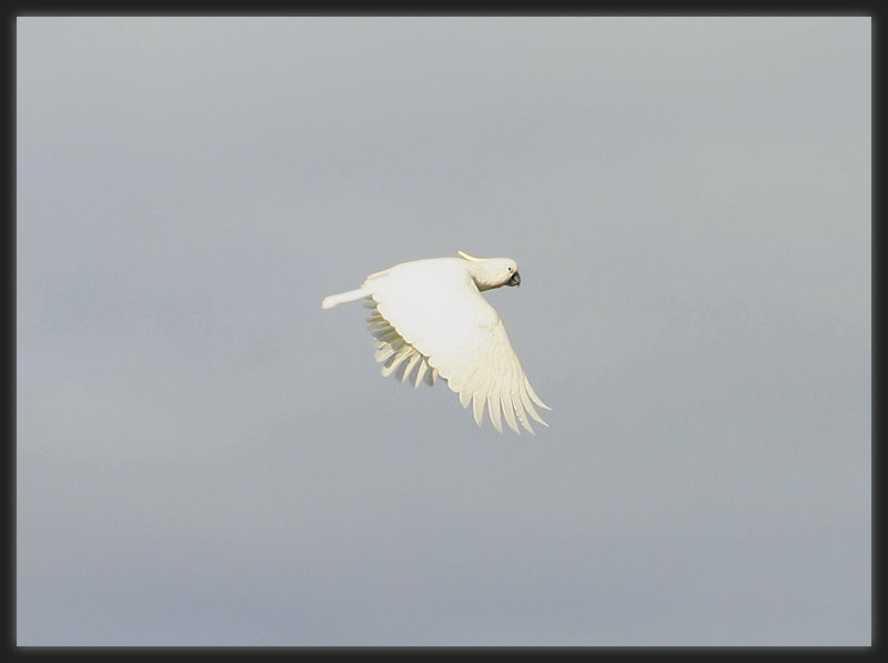 Sulphur Crested Cockatoo - In Flight
