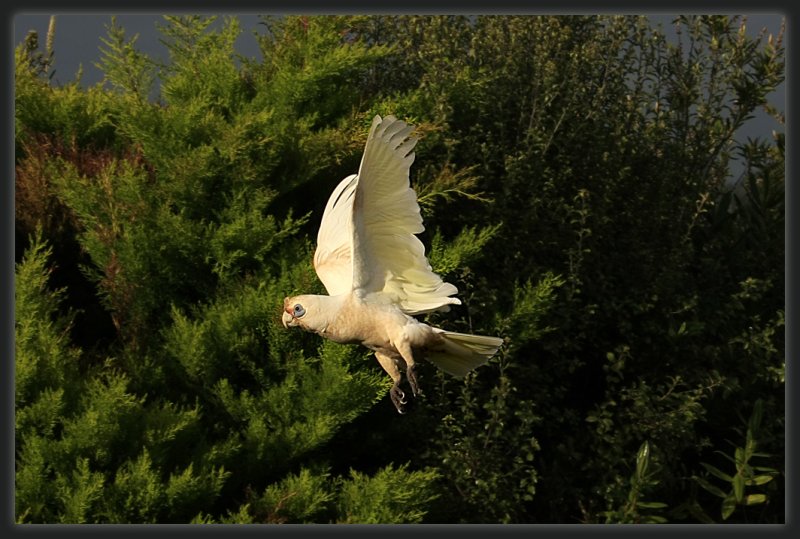 Little Corella - Taking  Off