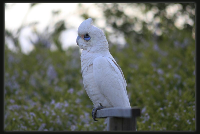 Little Corella