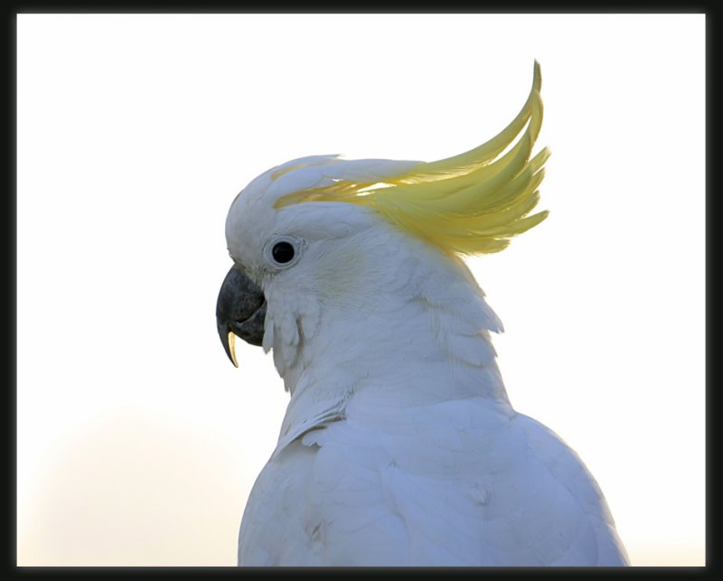 Sulphur Crested Cockatoo
