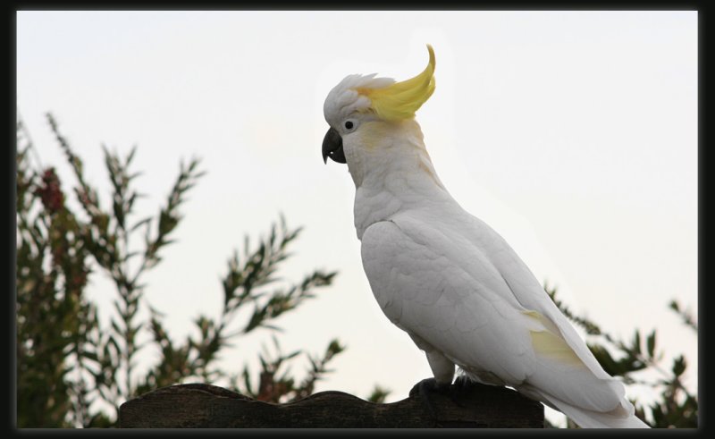 Sulphur Crested Cockatoo
