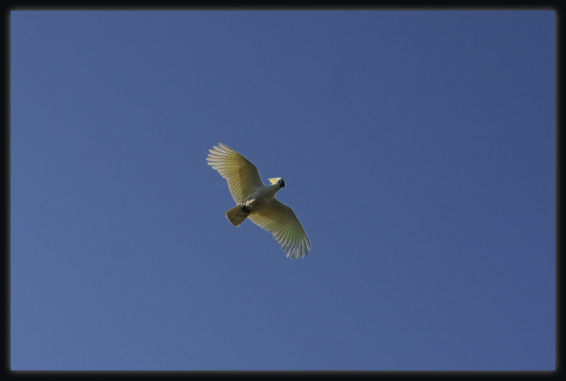 Sulphur Crested Cockatoo - In Flight