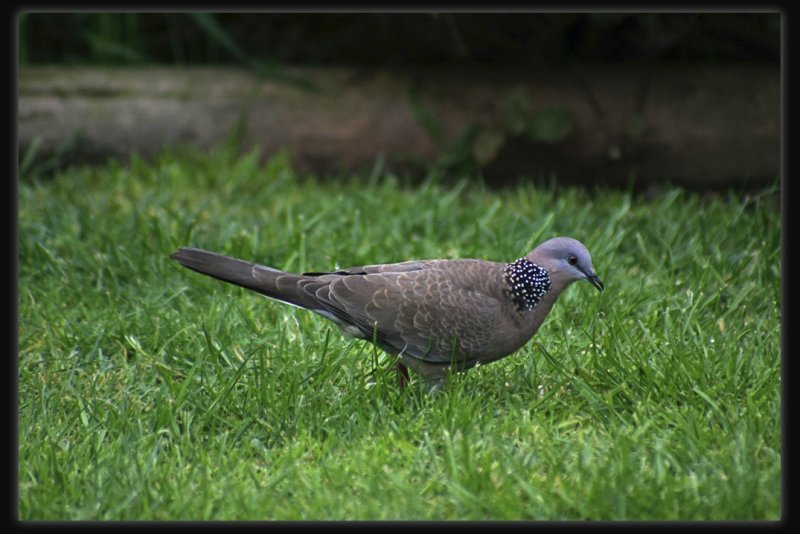 Spotted Dove