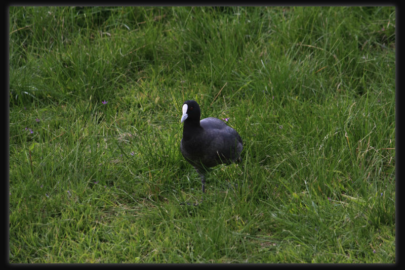 Eurasian Coote