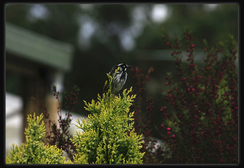 New Holland Honeyeater