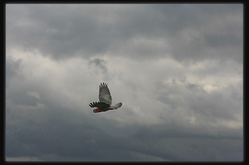 Galah - In Flight