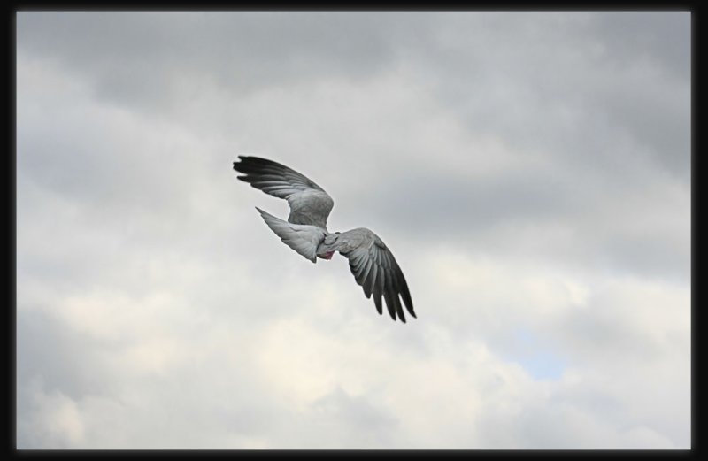 Galah - In Flight