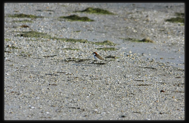 Red Capped Plover - Male.