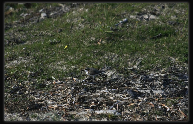 Red Capped Plover - Female