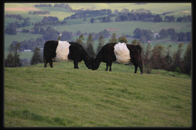 Belted Galloway.