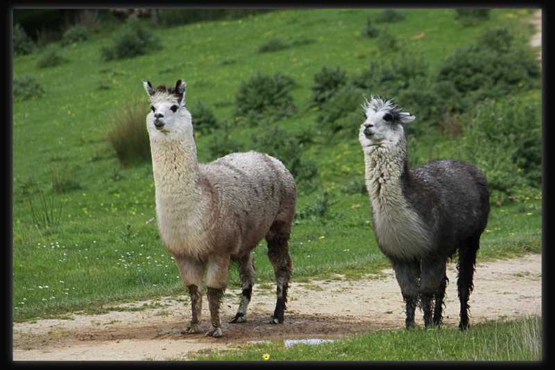 Alpacas