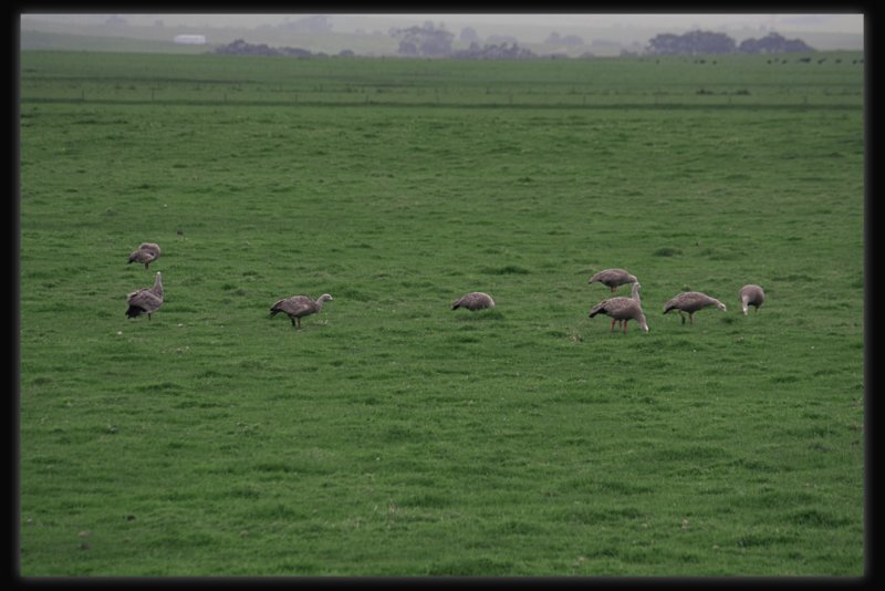 Cape Barren Geese