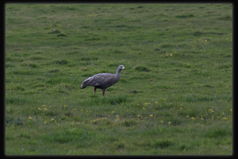 Cape Barren Goose
