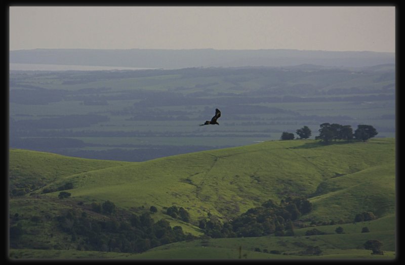 Wedgetail Eagle