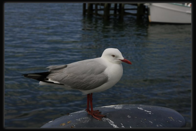 Silver Gull