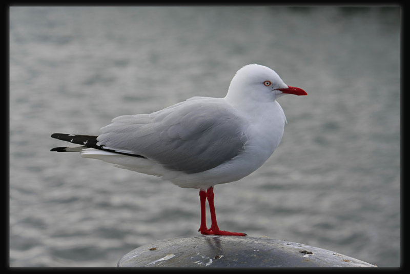 Silver Gull