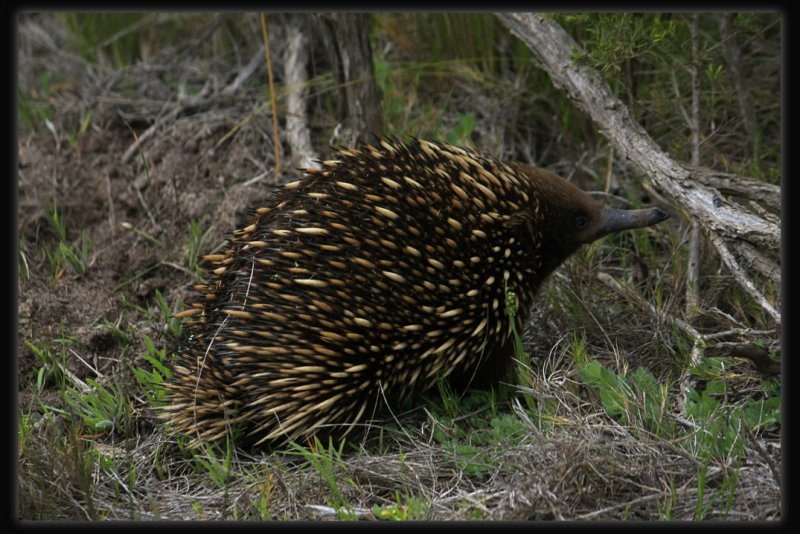 Echidna