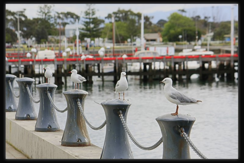 Silver Gulls
