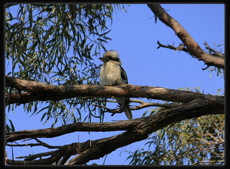 Kookaburra