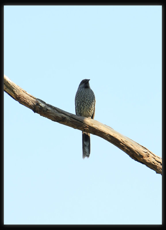 Little Wattle Bird