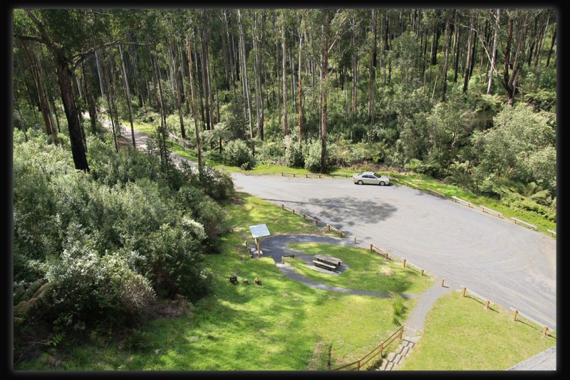 View from Noojee Trestle Bridge