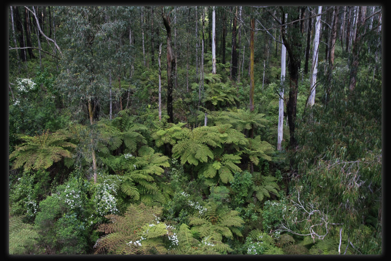 View from Noojee Trestle Bridge