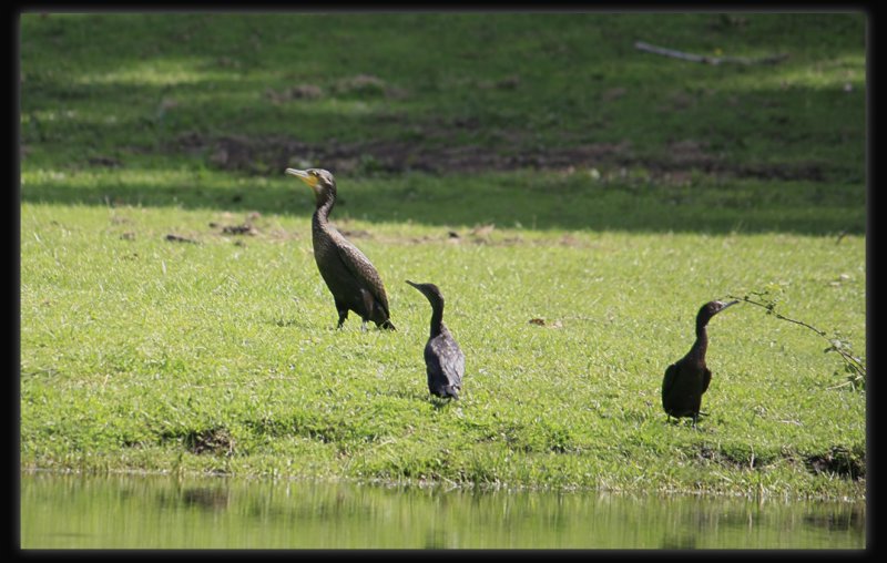 Great Cormorant