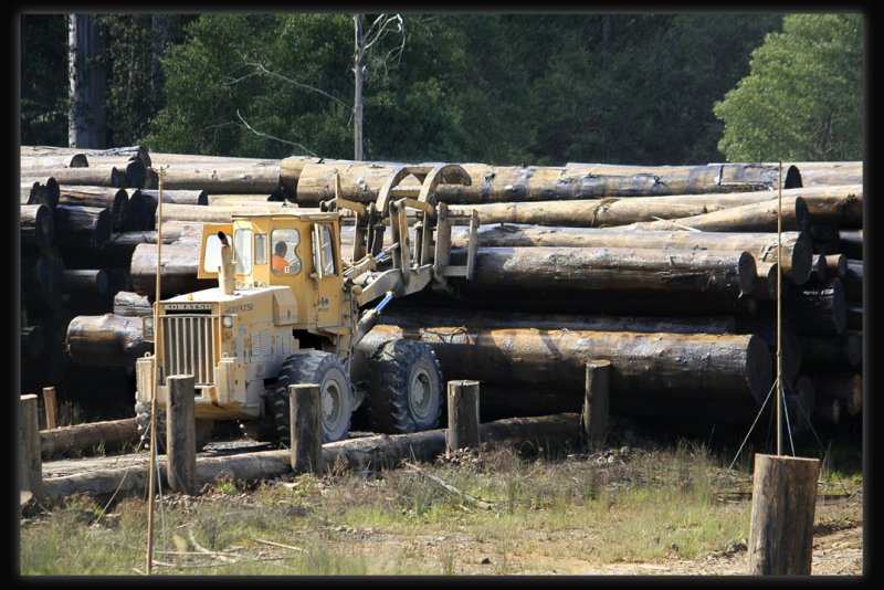 Powelltown Timber Mill