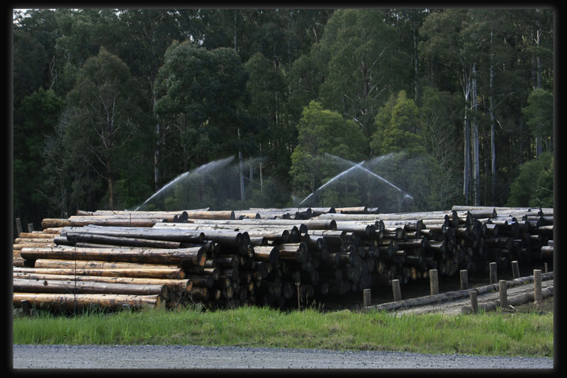 Powelltown Timber Mill