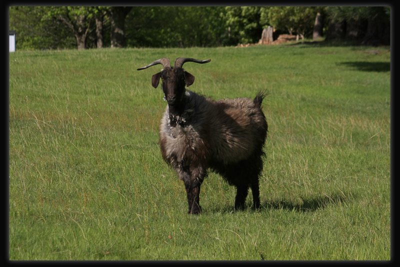 Goat