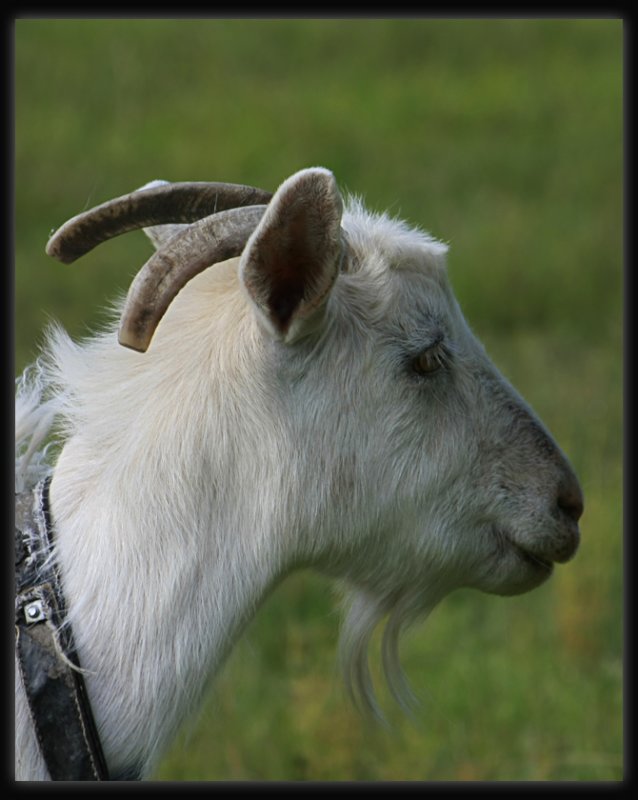 Goat