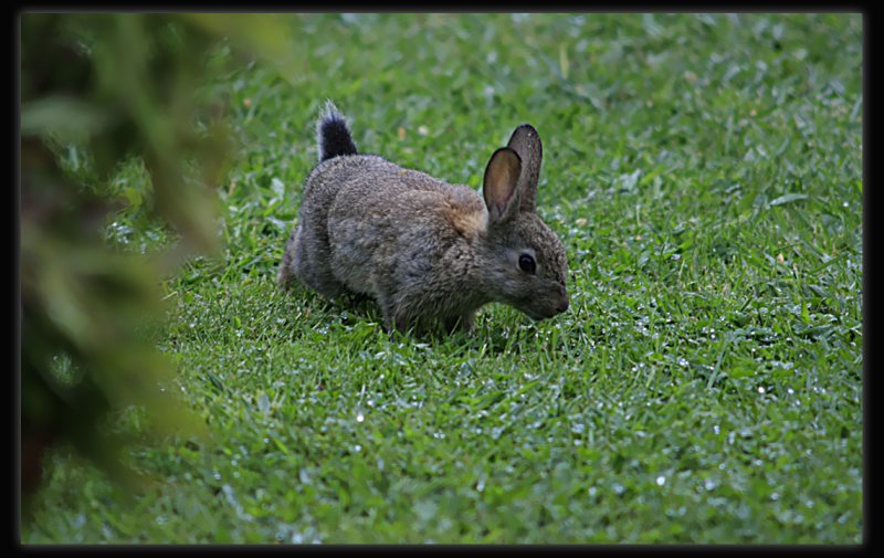 Baby Rabbit In Our Garden