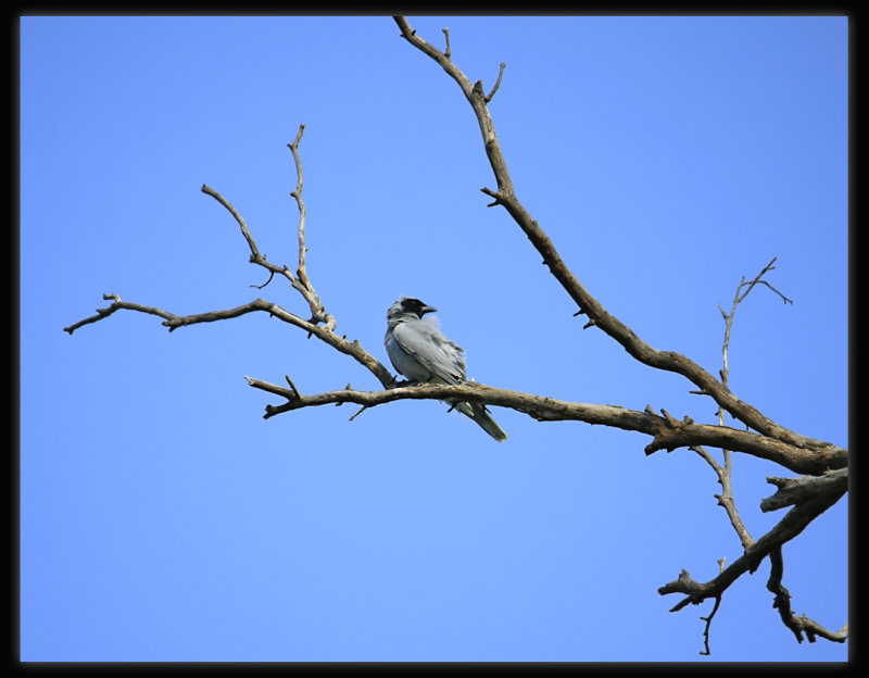 Black-faced  Cuckoo - Shrike