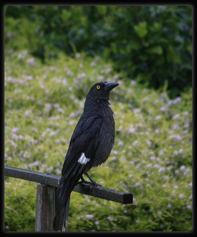 Pied Currawong