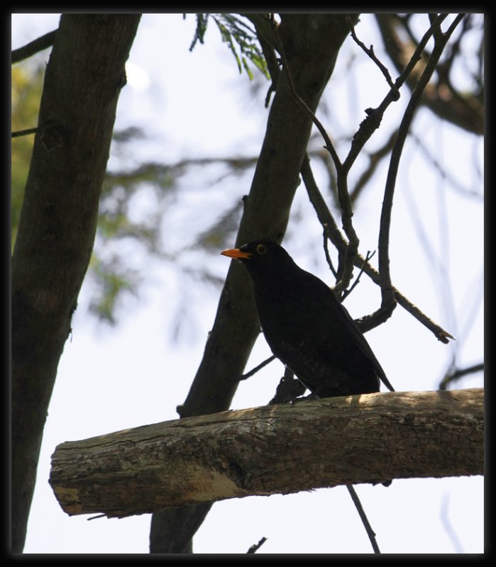 Blackbird