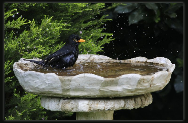 Blackbird