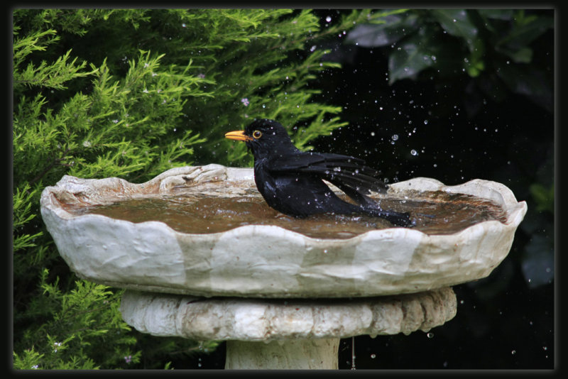 Blackbird
