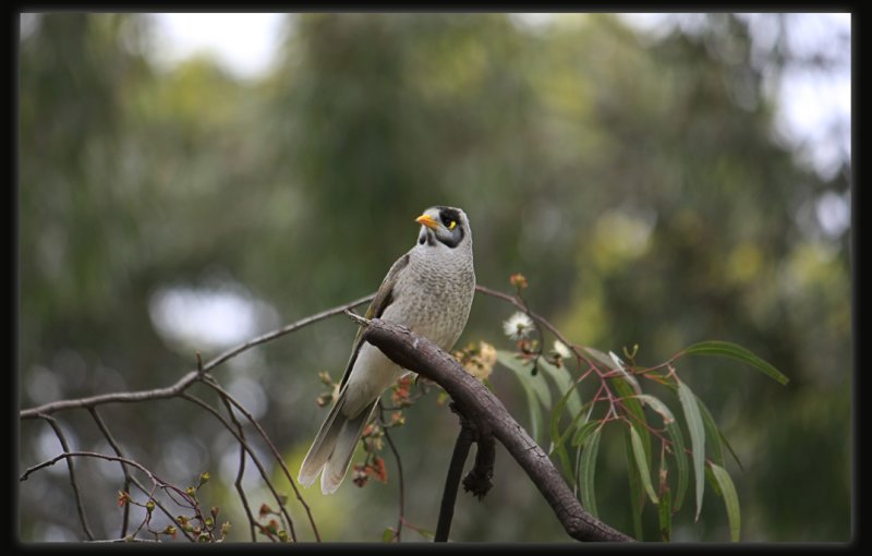 Noisy Miner