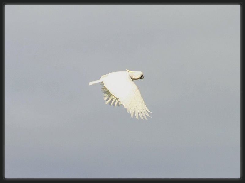 Sulphur Crested Cockatoo